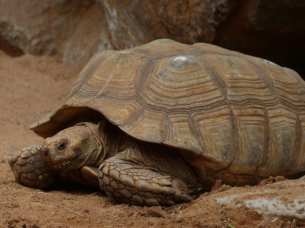 Sulcata Tortoise at Furever Escape Sanctuary